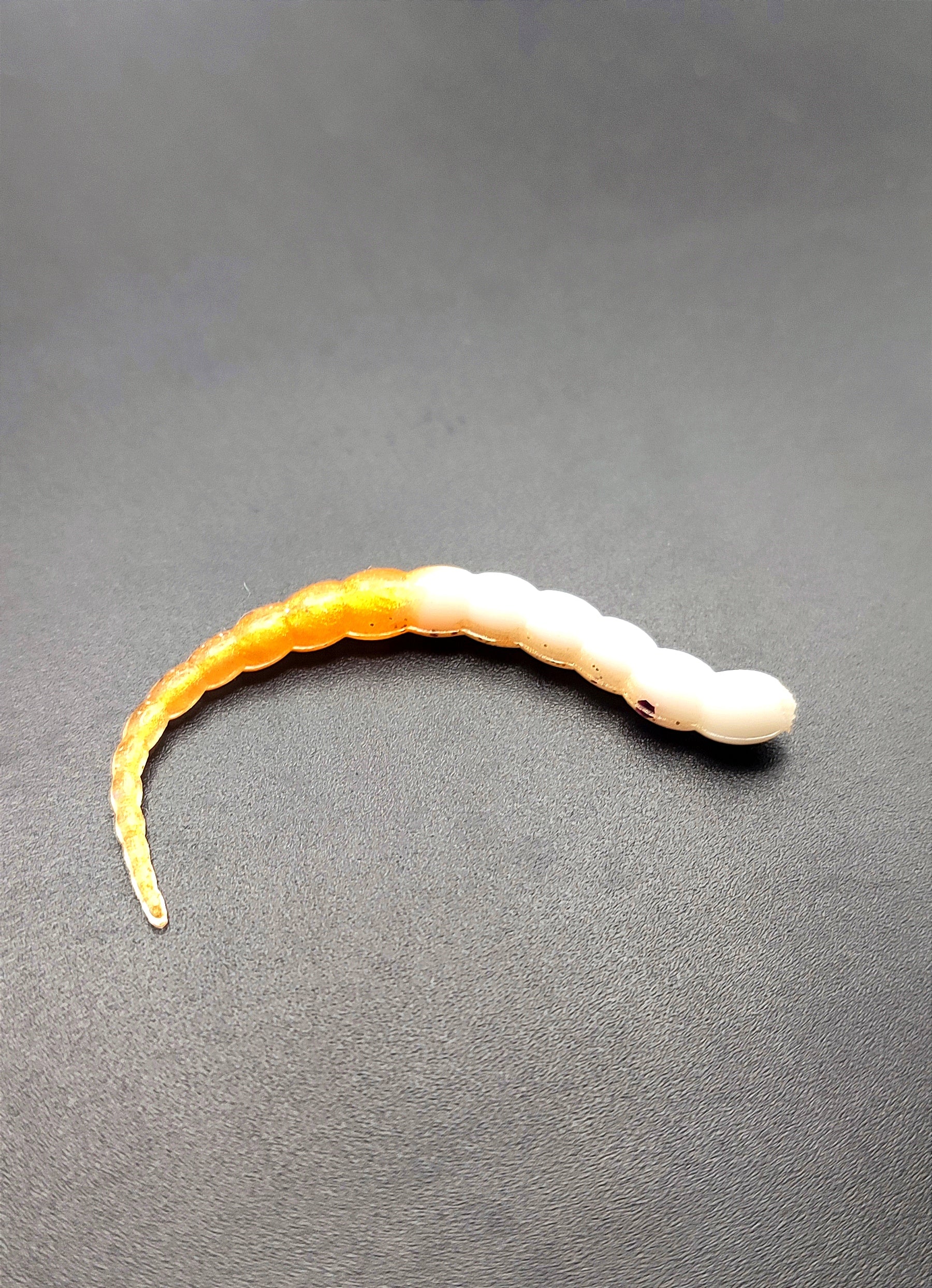 Cobra Bicolor (Bianco/Oro)