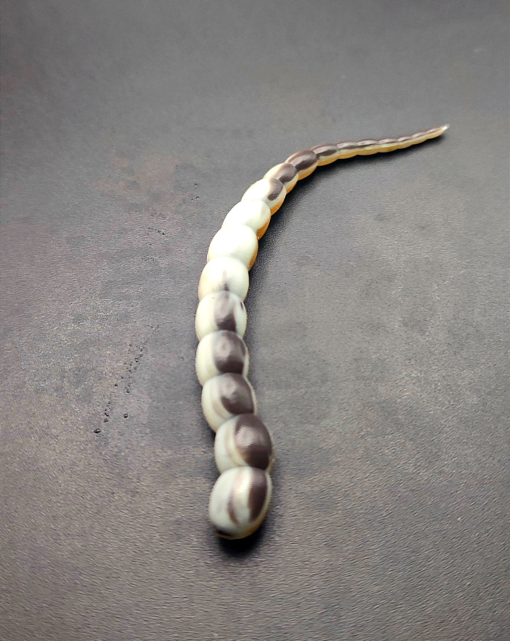 Cobra Tricolor (Bianco/Nero/Oro) 7,5 cm