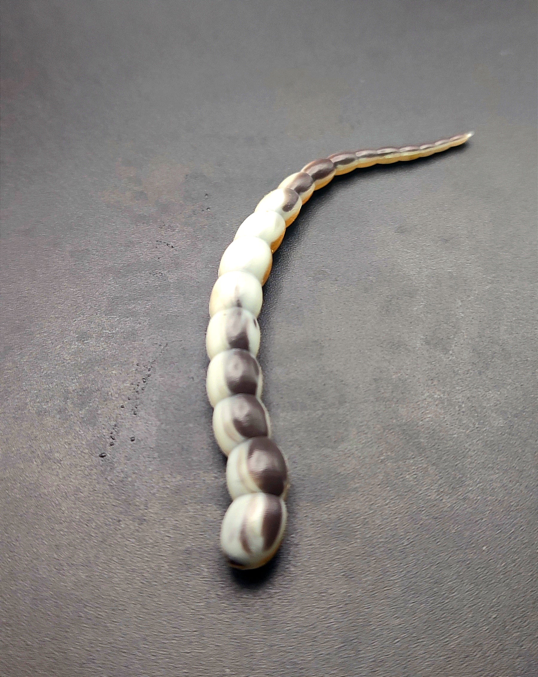 Cobra Tricolor (Bianco/Nero/Oro) 7,5 cm
