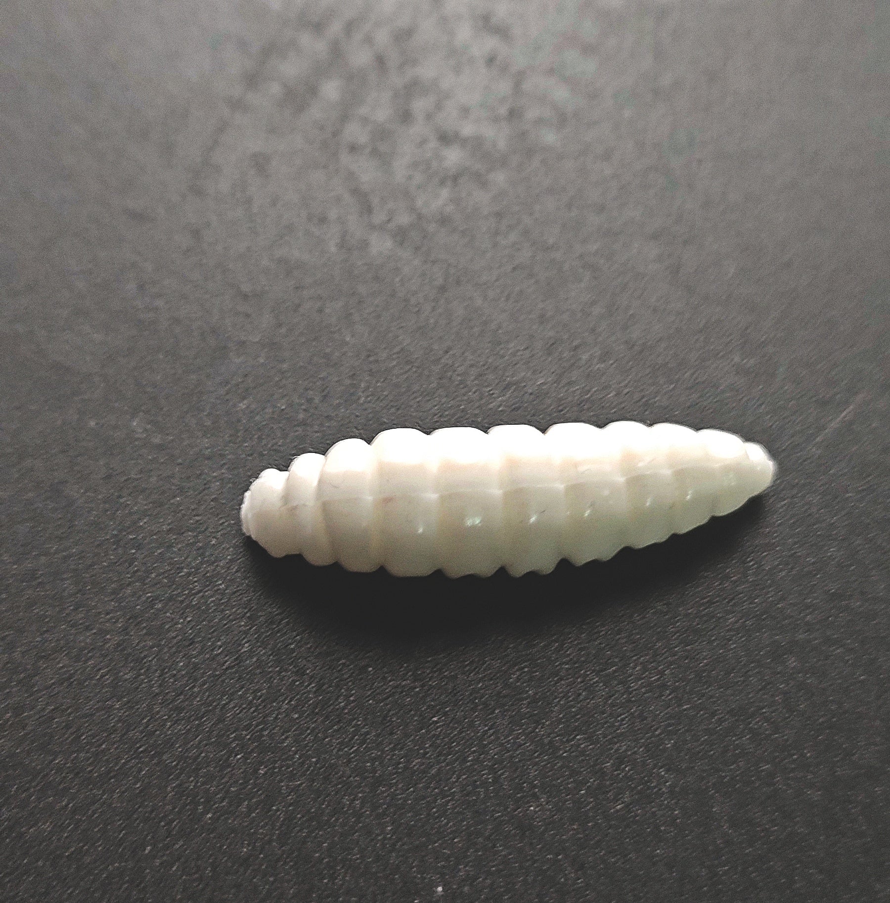 Camola (Bianco)