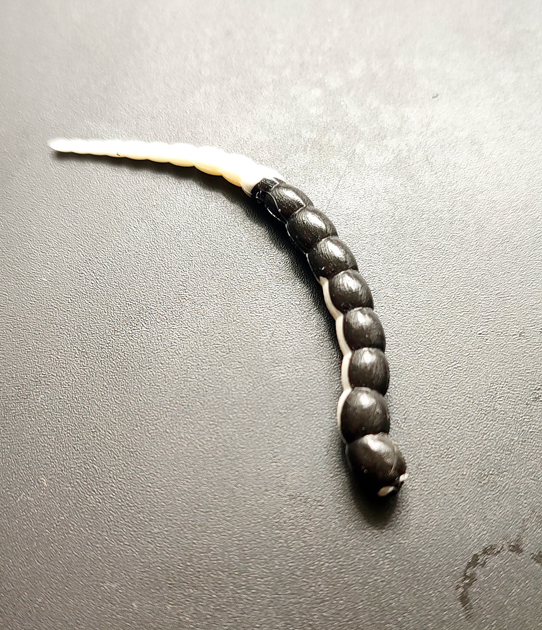 Cobra Bicolor (Bianco/Nero)