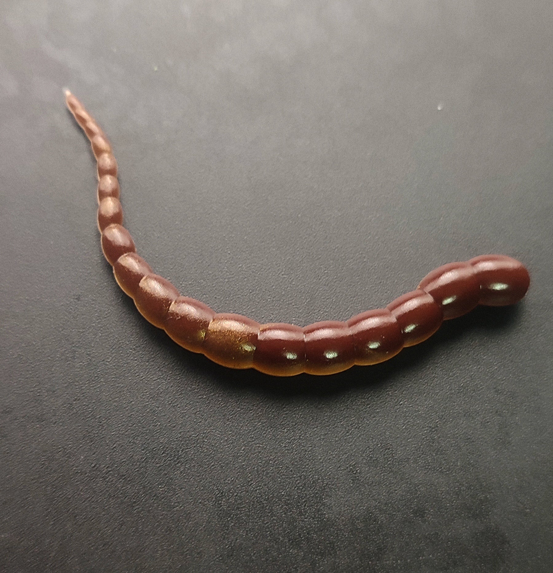 Cobra Bicolor (Oro/Marrone) 7,5cm.