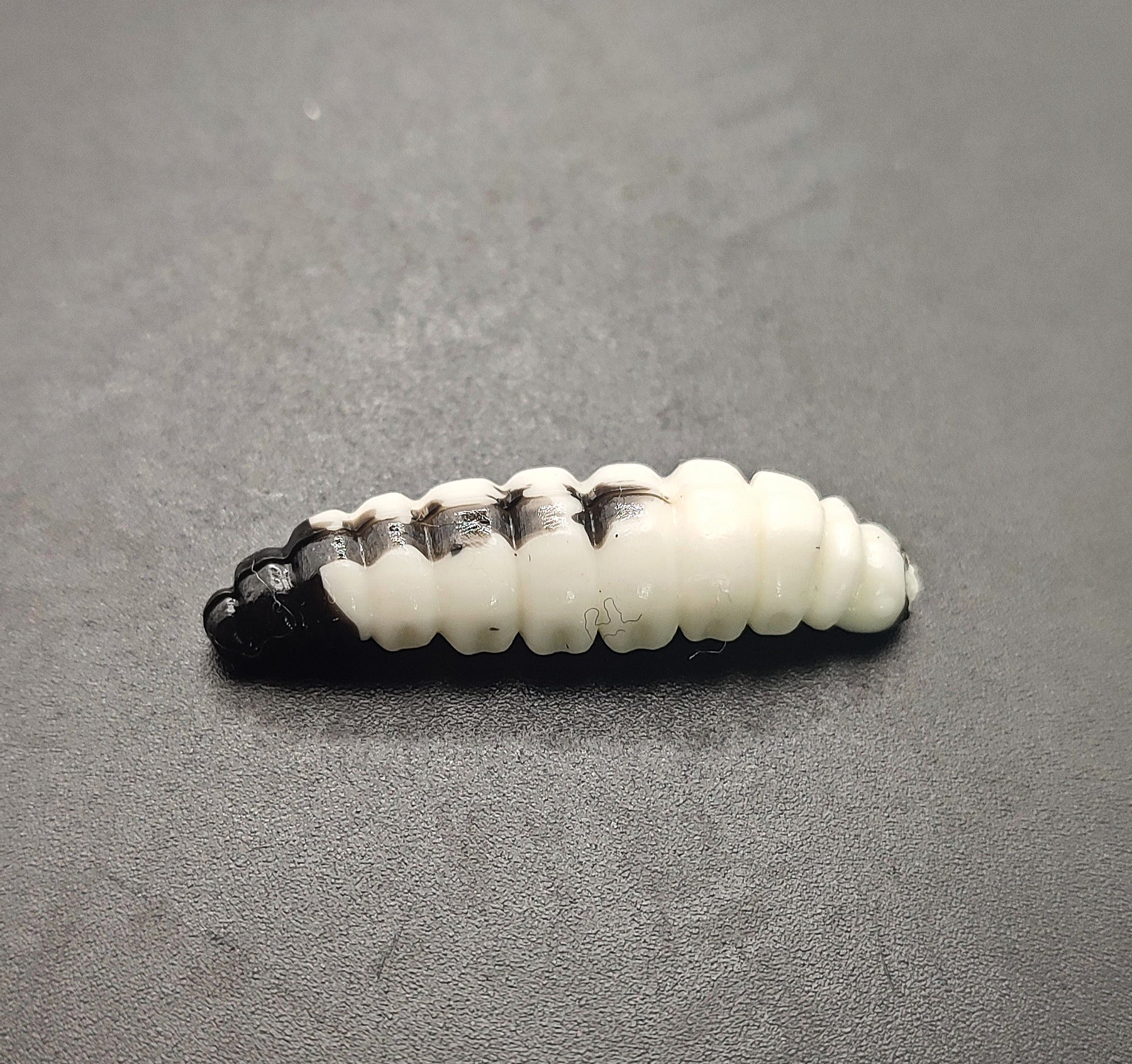 Camola Bicolor (Bianco/Nero)
