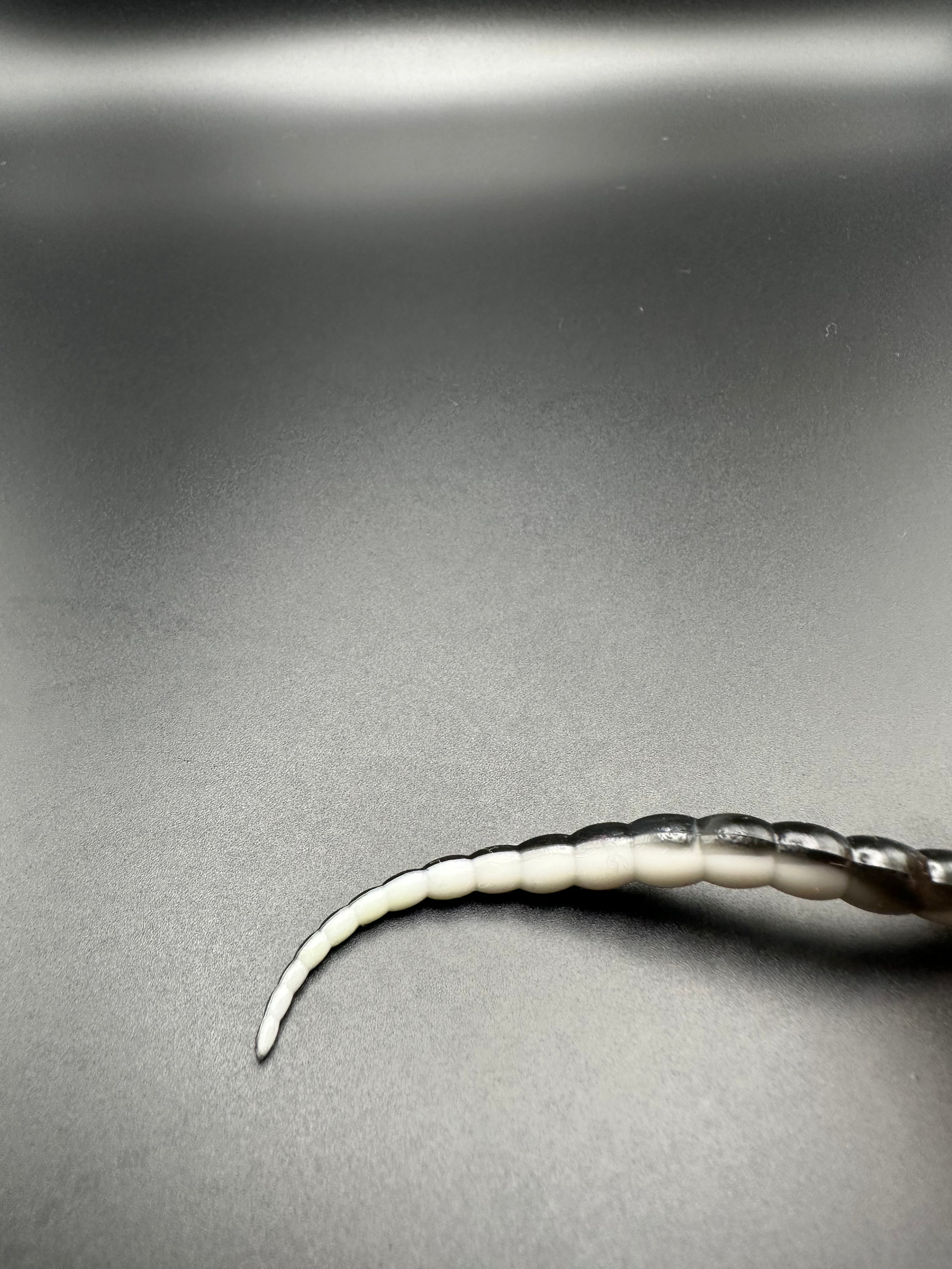 Cobra Bicolor (Bianco/Nero) 7,5cm