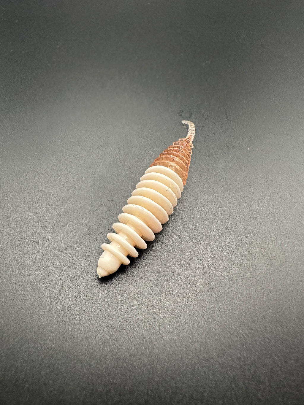 Troutworm2 (Bianco/BrownGhost)5cm col.15