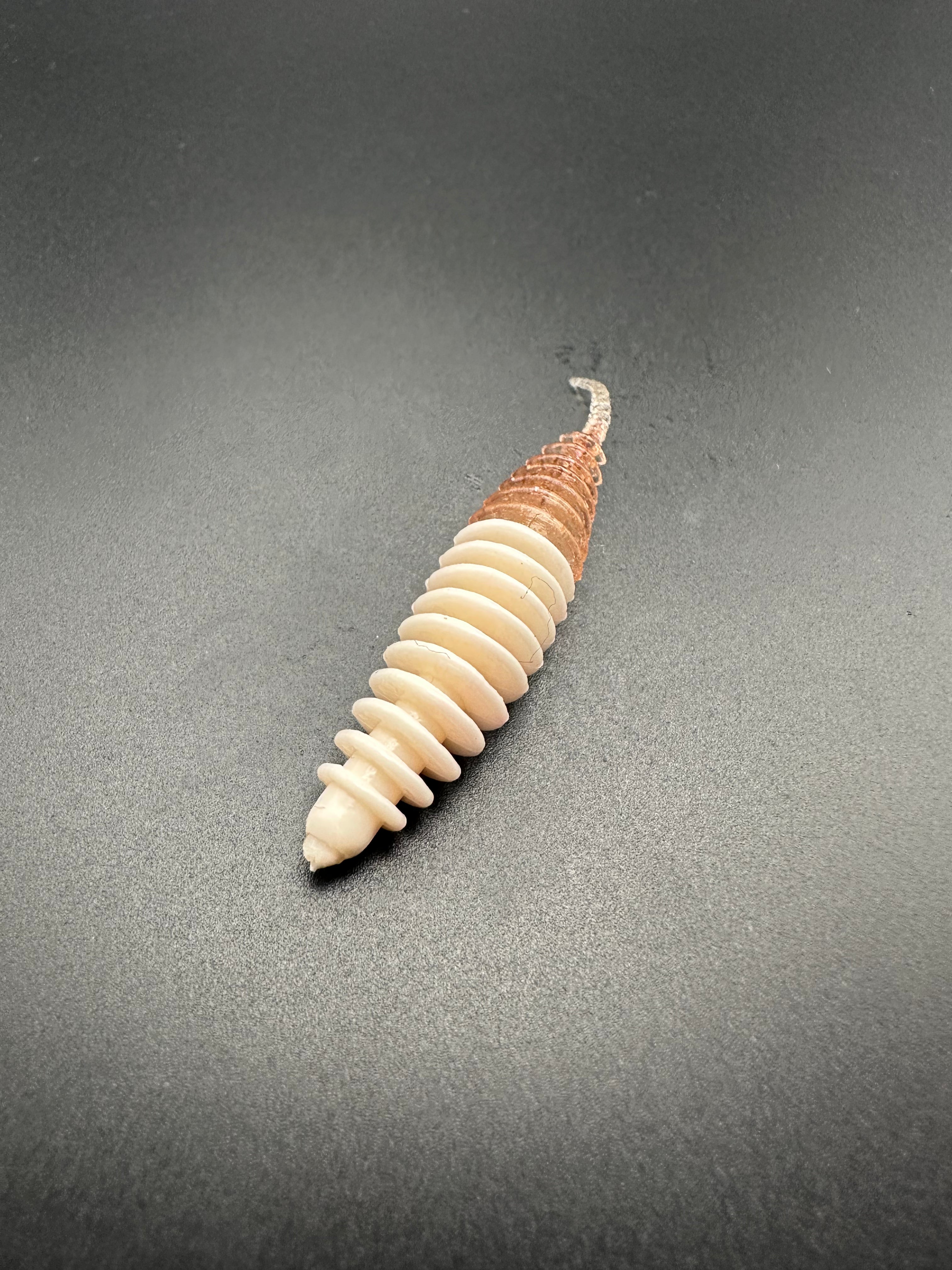 Troutworm2 (Bianco/BrownGhost)5cm col.15