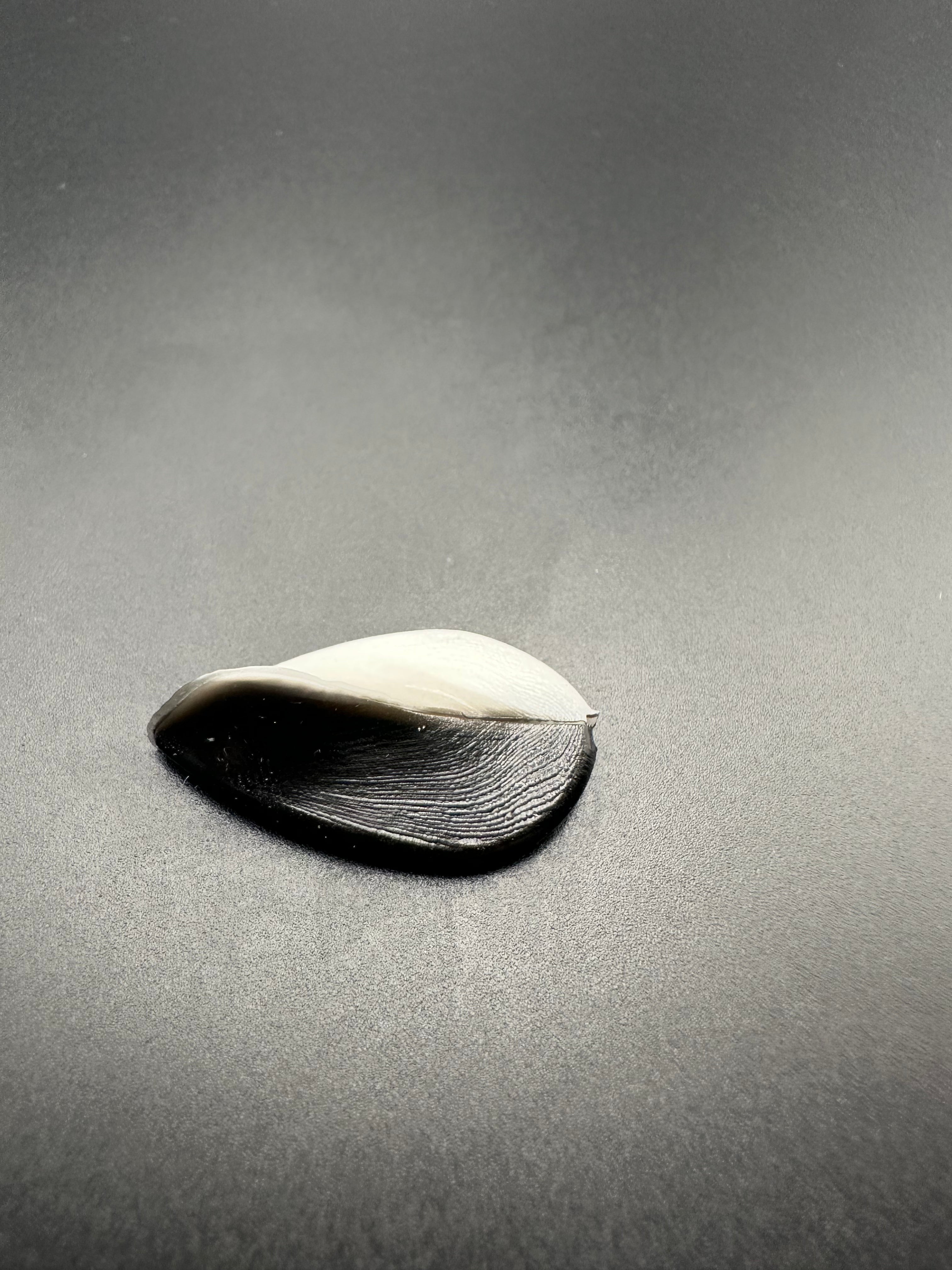 PRONADO Bicolor (Nero/Bianco) col.12