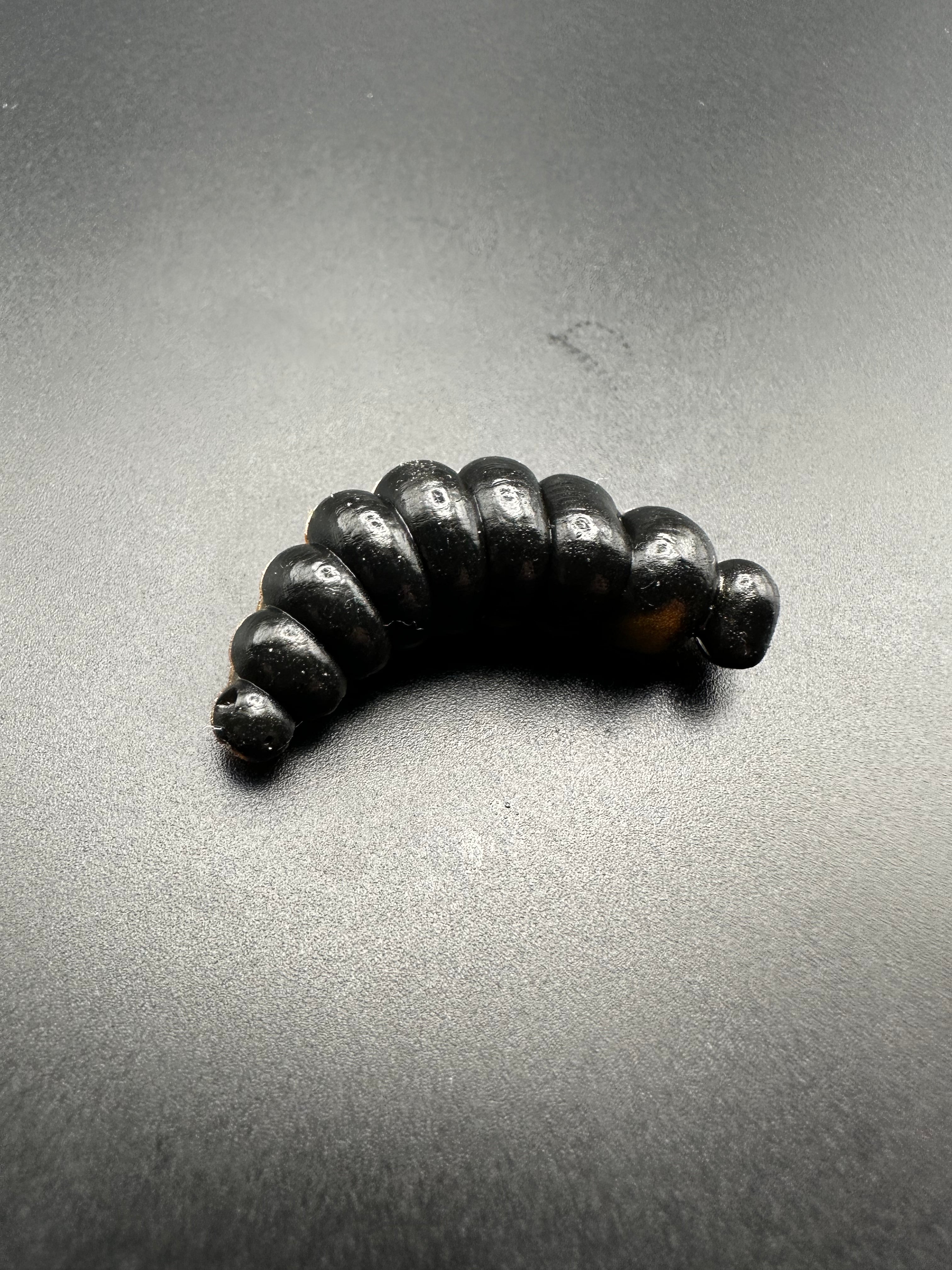 Big Mag Bicolor (Oro/Nero)