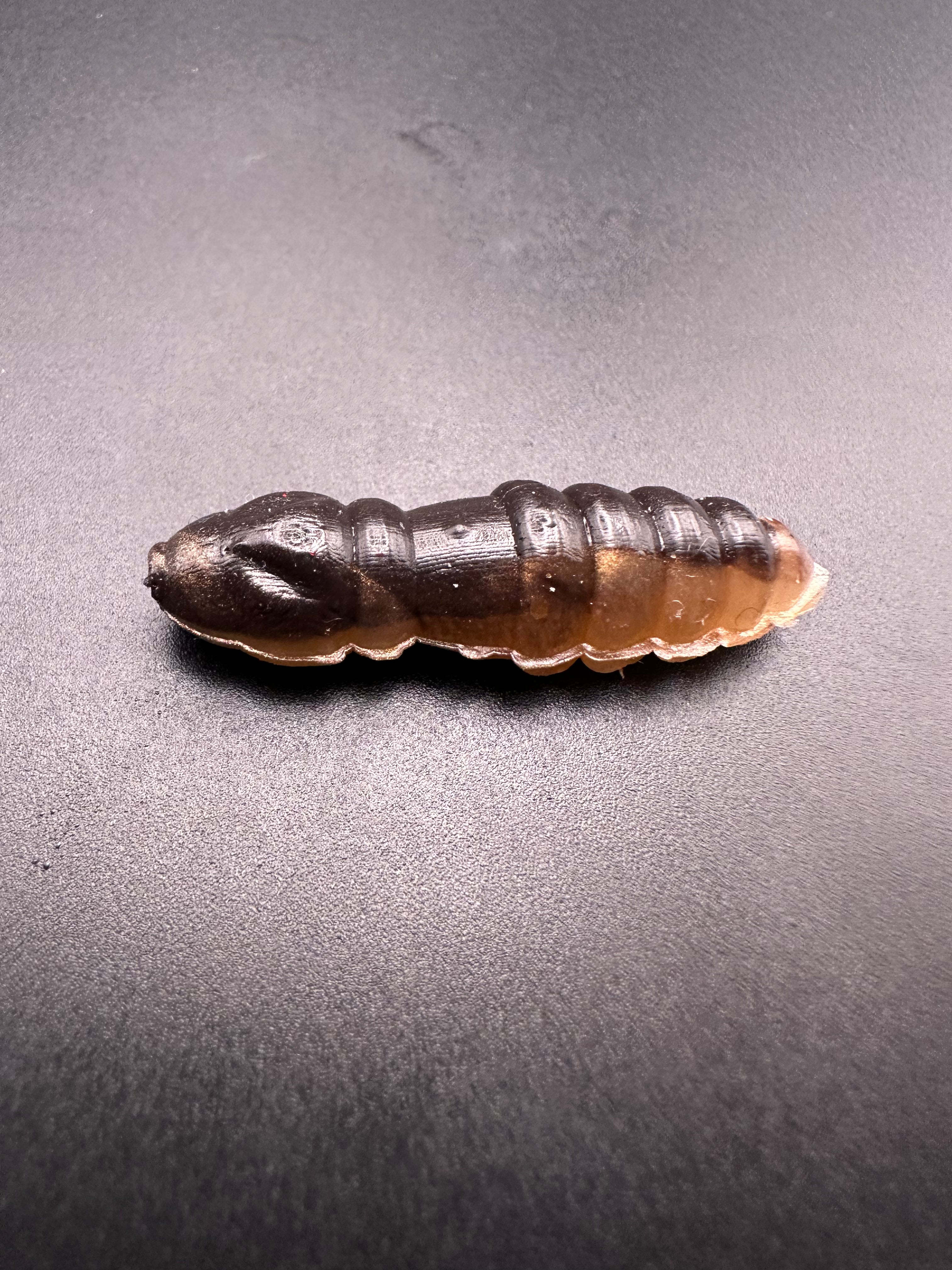 Mag Bicolor (Nero/Oro)