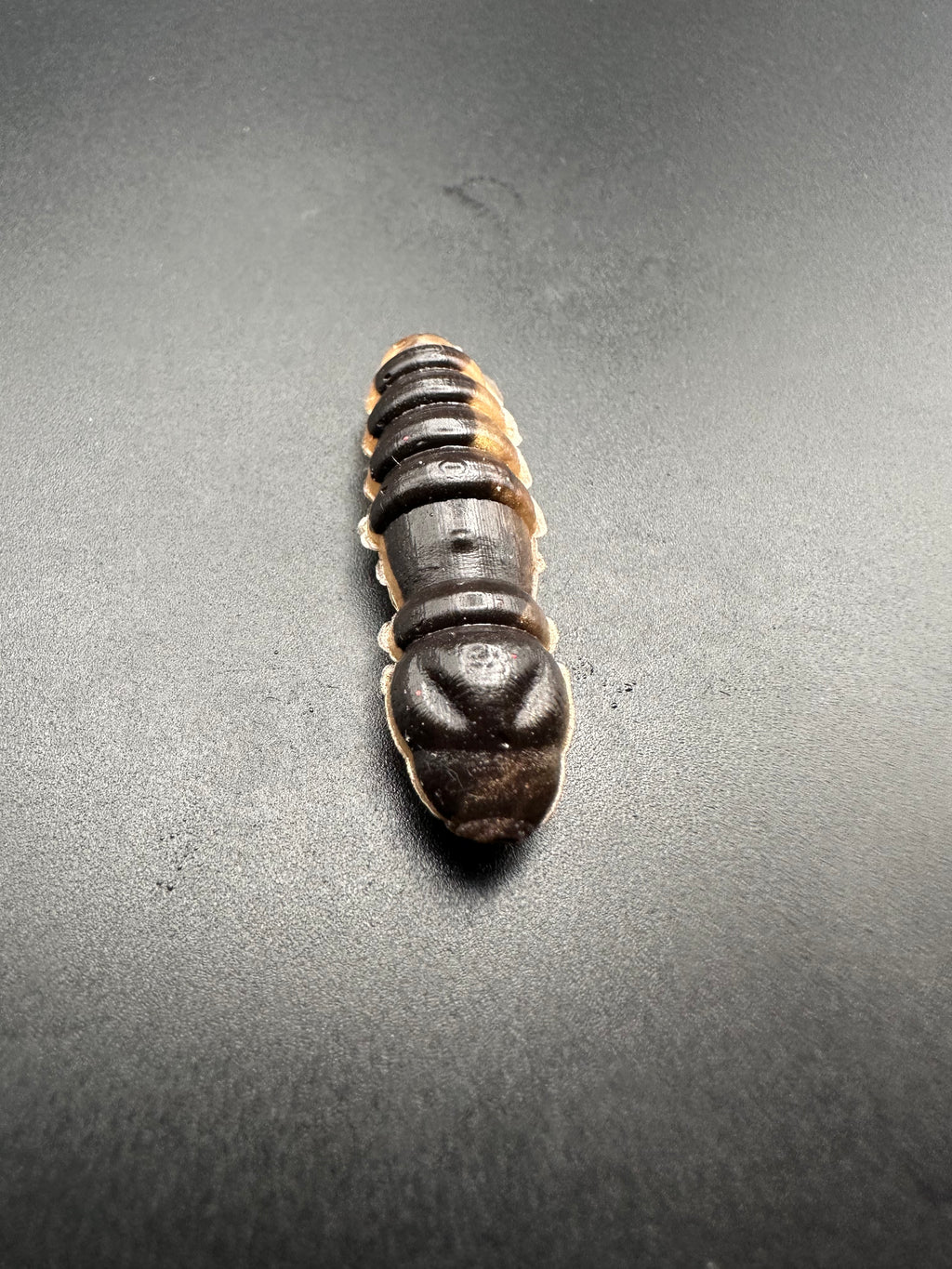 Mag Bicolor (Nero/Oro)