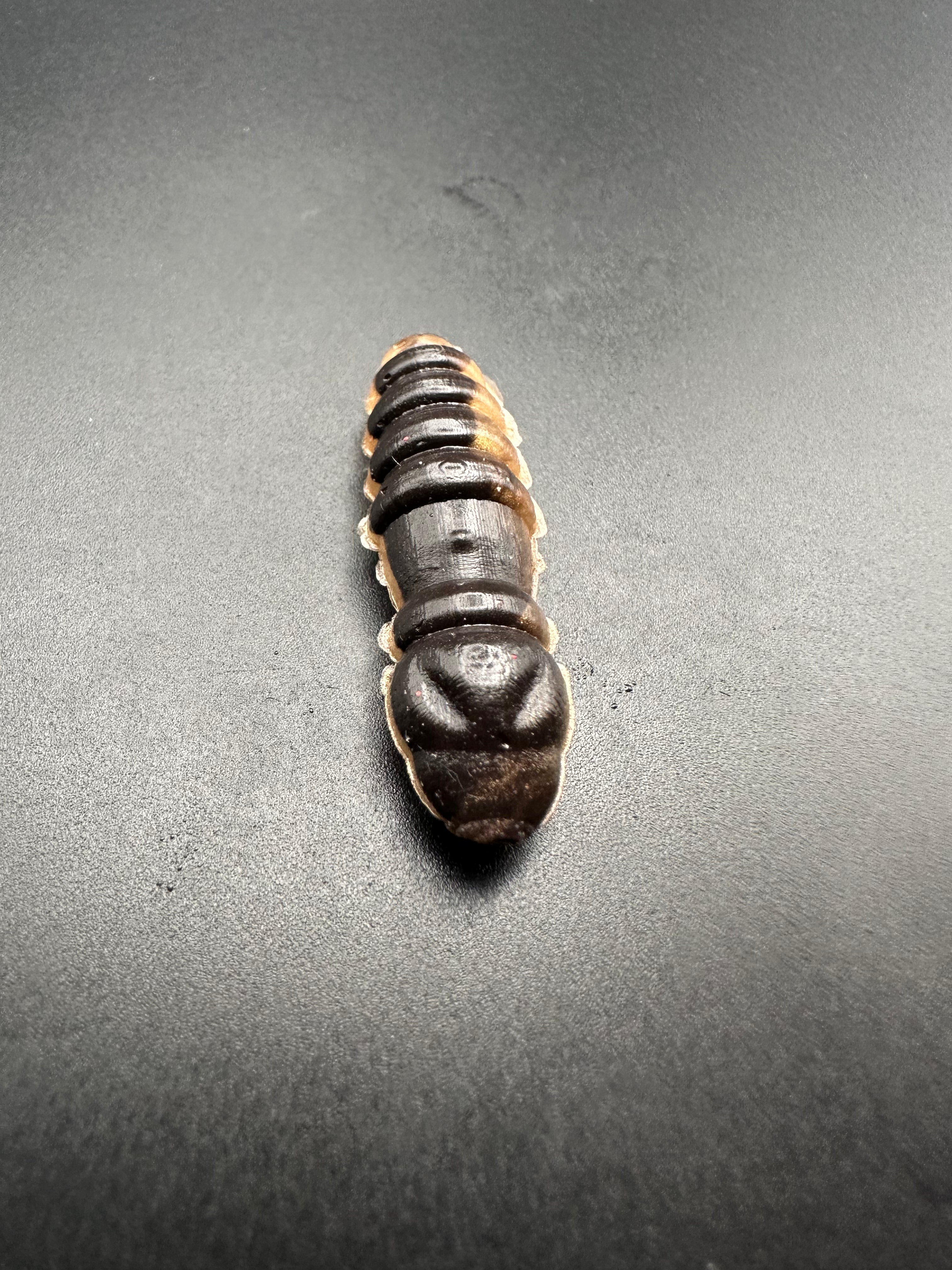 Mag Bicolor (Nero/Oro)